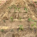 강일 농장 이미지