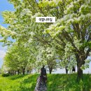 안성 하늘태권도 | 충북 진천 가볼만한곳 5월 청주 근교 여행 이팝나무길 꽃구경 실시간