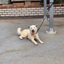 진도개패밀리 이미지