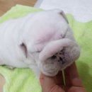 밥먹는하마 Daum카페