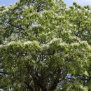 이곡장미공원 이미지