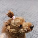 여시깽이