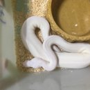 헬로우렙타일