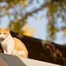 나무 밑 고양이 이미지