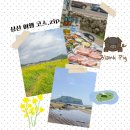 씨유제주성산중앙점 | 성산 유채꽃 재배단지 제주도 유채꽃 명소+흑돈쭐