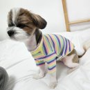 꼬로롱멍 이미지