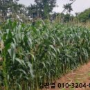 교동면-1 이미지