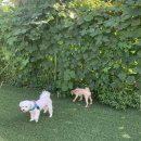 이리온애견펜션 이미지