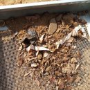 용계초교병설 이미지