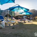 펫파크 이미지