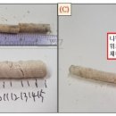 생장추 네이버블로그