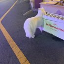 서면역 술집 포차 초빼이포차 닭똥집튀김 후기