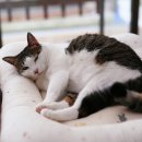 비몽사몽 이미지