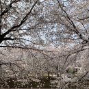 마방로4길 22 | 양재시민의숲 벚꽃 개화상황 및 실시간후기 + 가볼만한곳