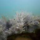 산호환경 이미지