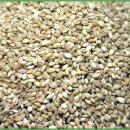 보리&보리 이미지