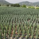 해달치킨 이미지