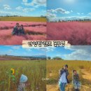 코스모스(주) 가로수길지점 | 경기도 가을 나들이 | 안성팜랜드 핑크뮬리· 동물체험· 레이싱카트 등 즐길거리 한가득!