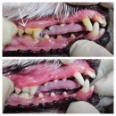 김s 동물병원 이미지