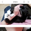 8월8일 고양이의날 기념 모카와 고양이🐈🩷🐈‍⬛ 이미지