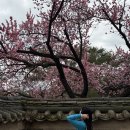 제면공방 | 서울 벚꽃 나들이: 창덕궁 홍매화, 정독 도서관 벚꽃, 신라제면, 카페aa