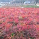 남천농장 이미지