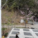 아스팔트커피(ASPHALT COFFEE) | ♡포항 남구 연일 카페 [ 허니웍스 ] 방문 후기♡ 포항 고양이 카페, 포항 감성카페 (내돈내산)