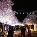 비발디 향기나무 이미지