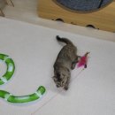 호텔이냥 이미지