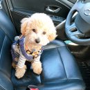 이누인 | 8개월 토이푸들 강아지, '메이'의 성장일기 14