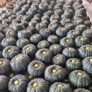 하우스 밤호박 (공중재배) 팍팍하고 맛있는 꼬망스 미니밤호박 판매합니다 이미지