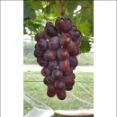 홍주유통 이미지