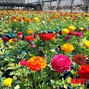 완도13호 이미지