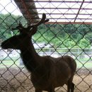 녹향사슴농장 이미지