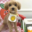 허그댕댕 이미지