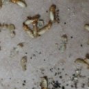 바글바글 이미지