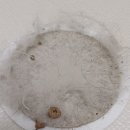 대전 소파 오줌 얼룩 제거에 대해 알아보고 계신다면 새로클린 대전 유성점을 이용해보세요!
