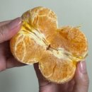 성실농원 | 제주도 귤오름농원 천혜향 레드향 제주도맛집 추천