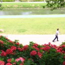 온천천시민공원 수국 이미지