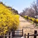 개나리공원4 이미지