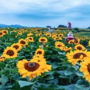 2023년 함안 &#34;강주리 마을 해바라기 축제 현장&#34;을 찾아서 취재국장 박승권은 떠나본다 이미지