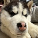 청평동물병원 이미지