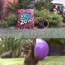 개 좋은 세상 이미지