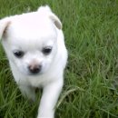 꽃들펜션 이미지