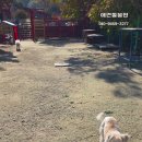 오늘도 신나개 이미지