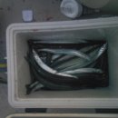 강구바다 이미지