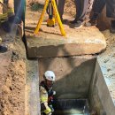 pet04나3710 이미지