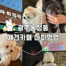 아띠멍멍 | 광주 농성동 아띠멍멍 비반려인도 입장가능한 애견카페