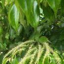 풀냄새꽃향기 이미지