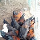 우리집토종닭 이미지